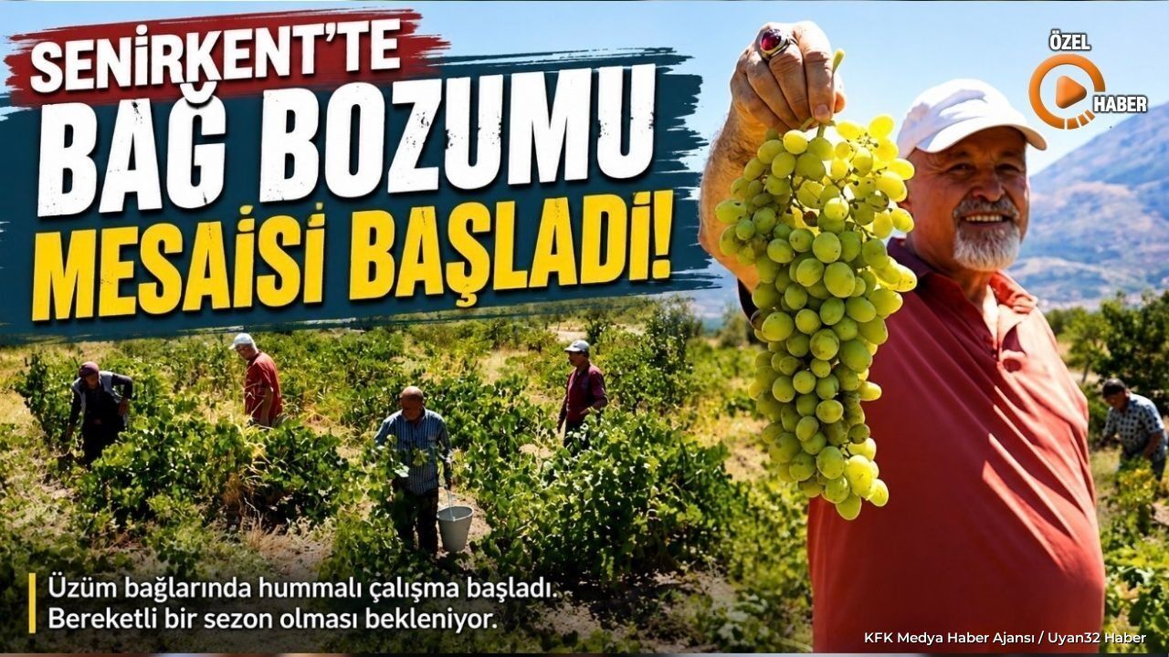 Senirkent'te Bağ Bozumu Mesaisi Başladı: Hasat Pekmeze Dönüşüyor
