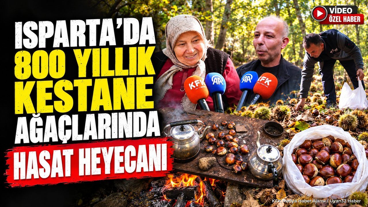 YENİCE'DE KESTANE HASADI