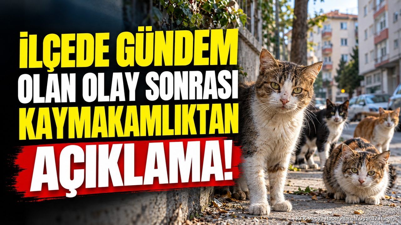 KYK Yurdundaki Kedilerle İlgili Kaymakamlıktan Açıklama